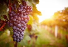 Entering, Blessing the Vineyard