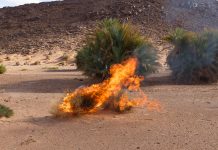 Have You Seen a Burning Bush Lately?