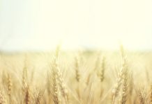 Casting Seeds — Ideas to Draw Your Students’ Parents Toward Deeper Faith